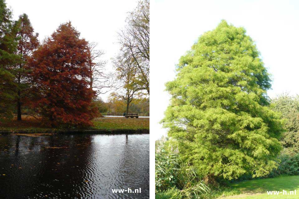 Taxodium distichum